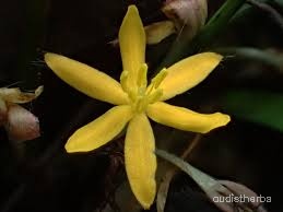 Curculigo orchioides flower8.jpg